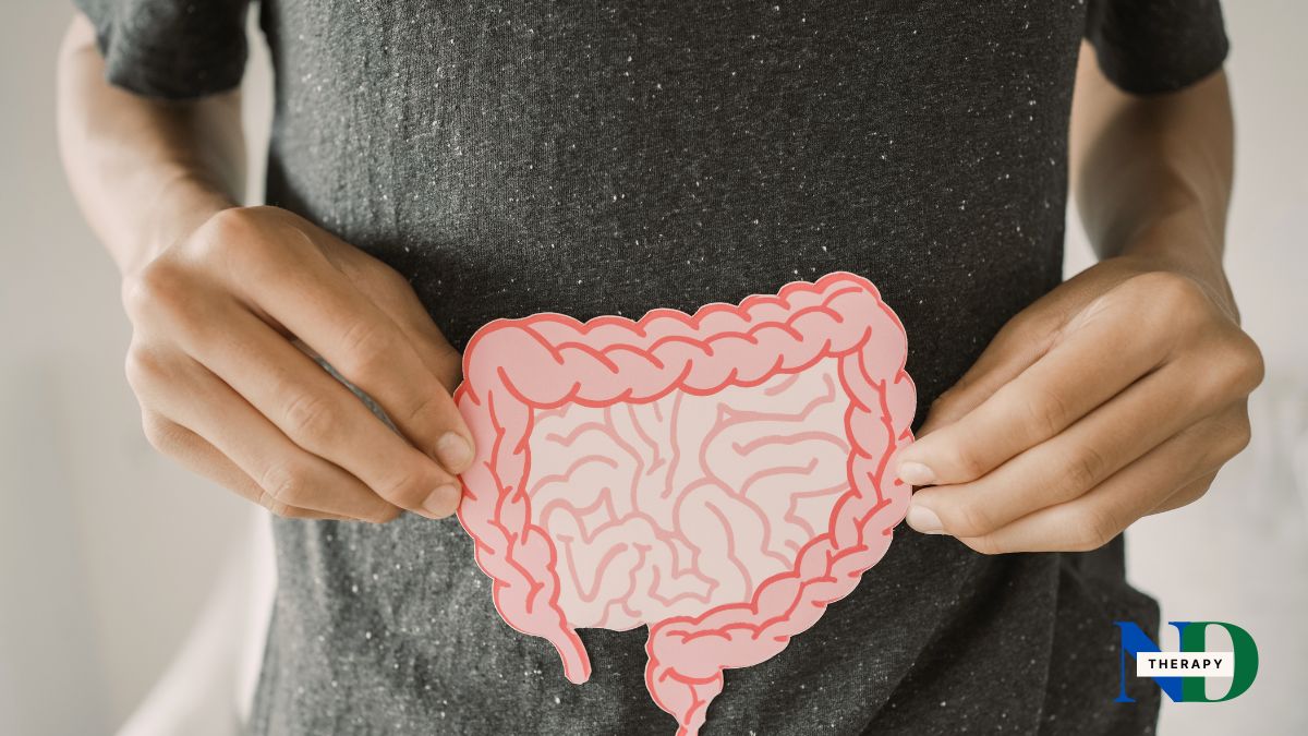 An outline of the digestion system.